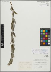 Foto von Salix repens L.